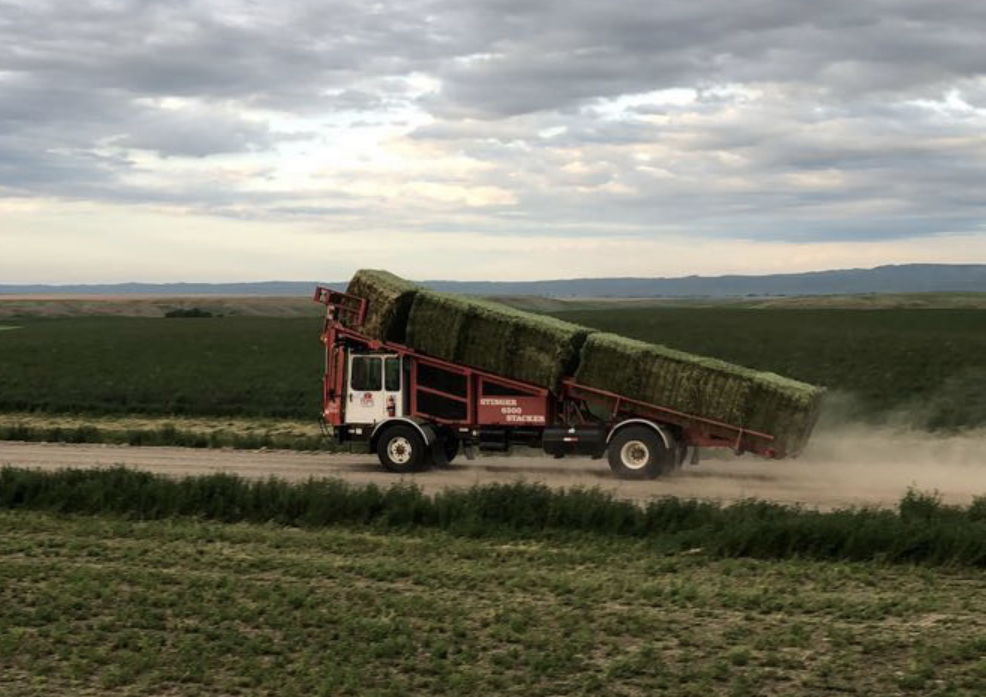 Harding, MT hay
